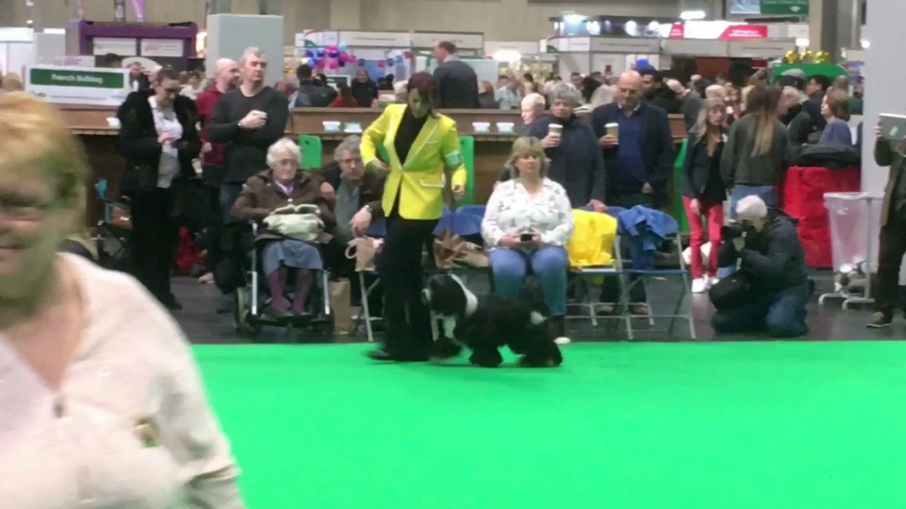 Araki Tibetan Terriers. Crufts 2018