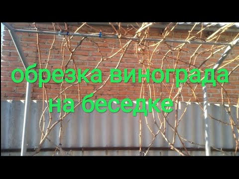 Обрезка винограда на