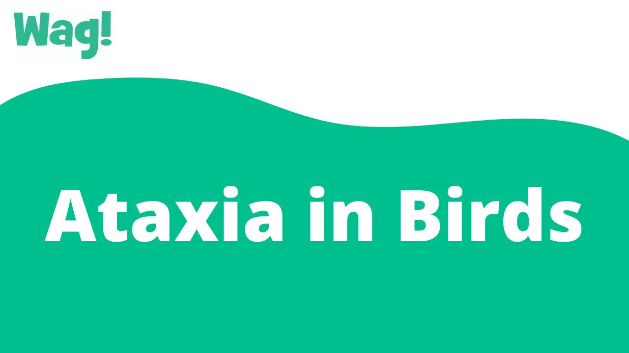 How Long Can A Bird Live With Ataxia