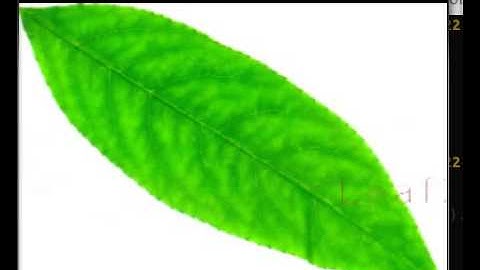 Leaf Prediction Using LDA