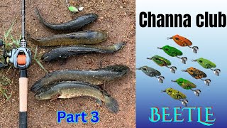 Channa Club 🪲 BEETLE 🪲 part 3!!!!!💀💀💀🔥🔥