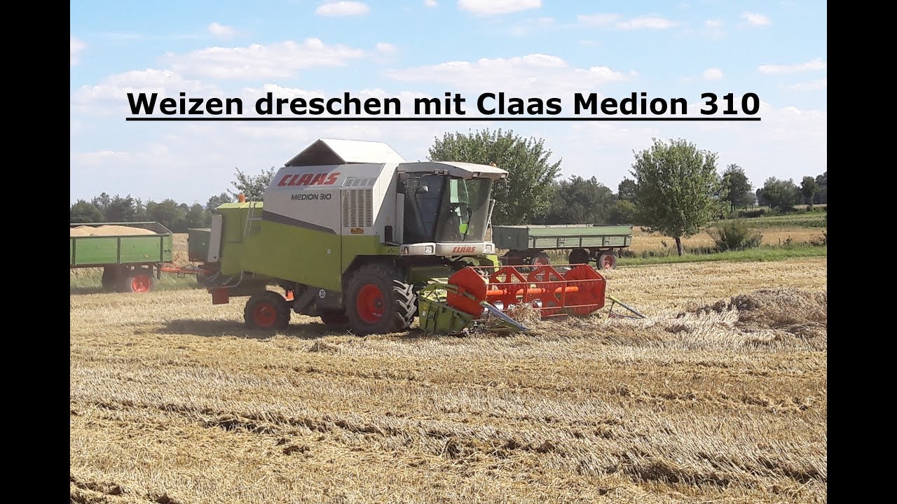 Weizen dreschen mit Claas Medion 310