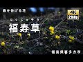 福寿草　沼ノ平群生地　福島県喜多方市