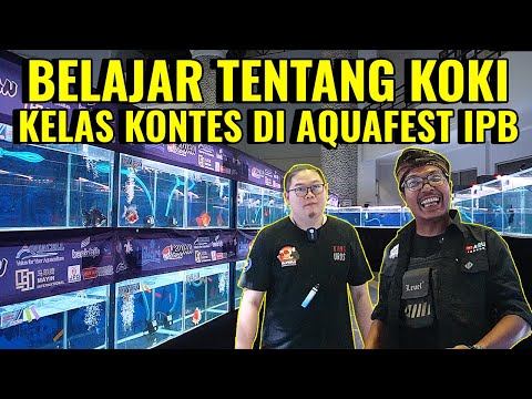 Kontes ikan mas koki dunia #ikanhias #aquascape #review