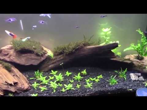 Land Moss in Aquarium Experiment Part 2