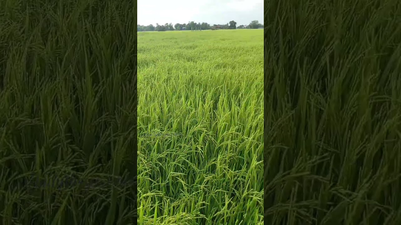 Peaceful Cambodian Countryside in 4K 