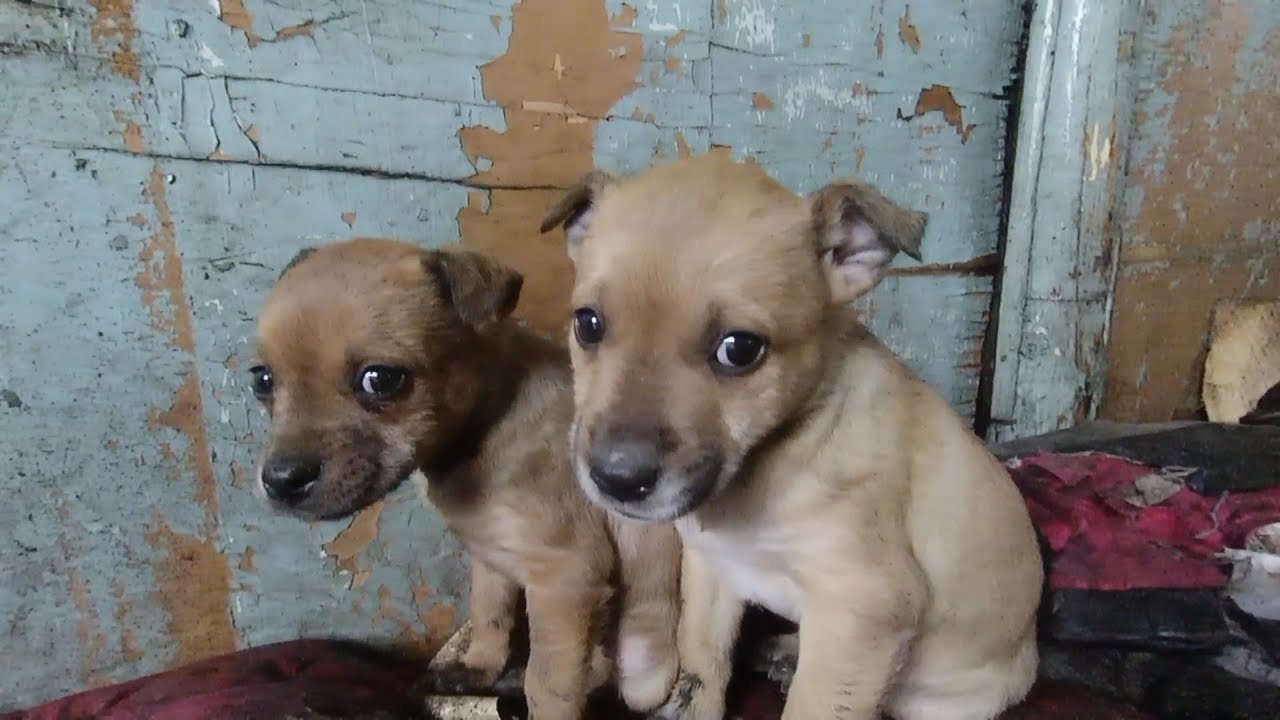 Puppies still drink mother's milk YouTube