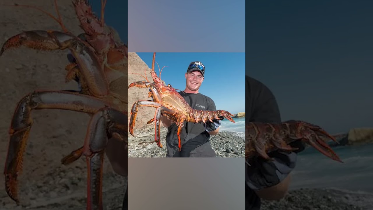 Теломеры бессмертия: гигантские омары и жемчужницы. Бессмертие равно гигантизм?