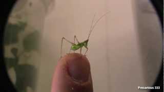 Katydid Nymph - Fesh Molt