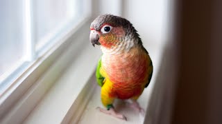 10 things to know about yellow-sided Green Cheeked Conure, Mango