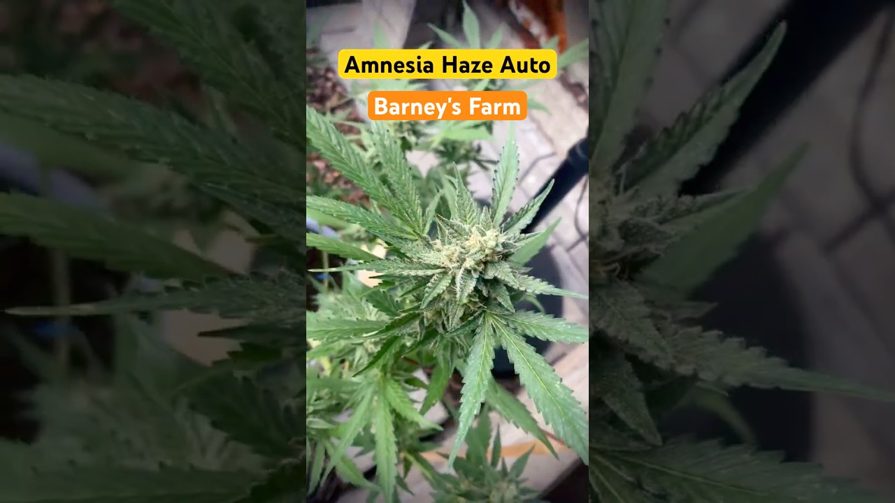 Amnesia Haze Auto - Outdoor (Barneys Farm) 