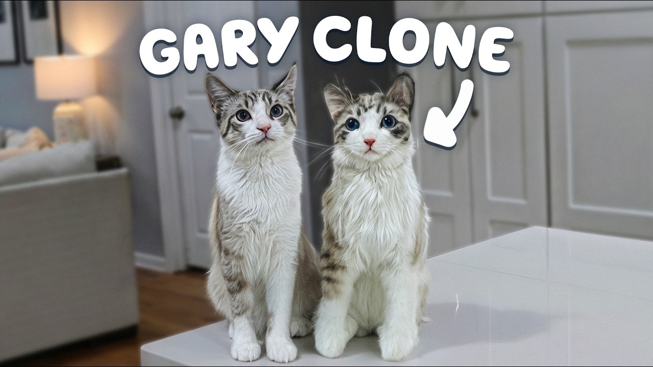 I bought every custom item i could find and put my cats on it 