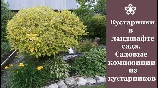 Ландшафтный Дизайн Кустарники Фото