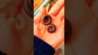 HORROR! Red Millipede - short video #snailhunter