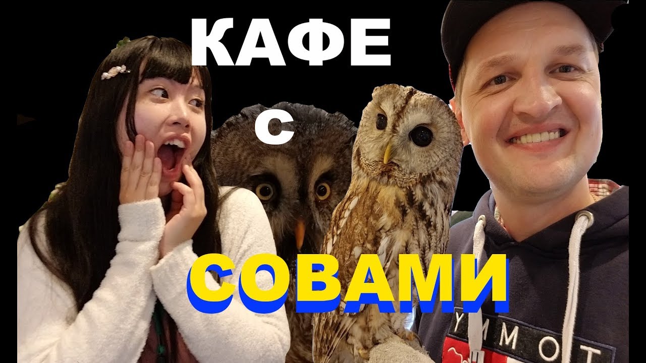 КАФЕ С СОВАМИ В ЯПОНИИ. ХАРАДЗЮКУ - YouTube