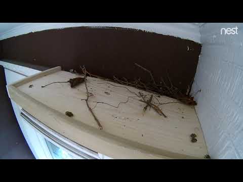 Mourning Doves, Season Two: Beginning of first nest