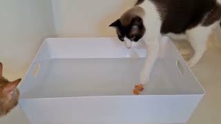 A Cat That Actually LOVES Water