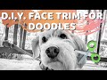 How to Trim Your Doodle's Face - Aussiedoodle, Labradoodle, Goldendoodle, Bernedoodle Grooming