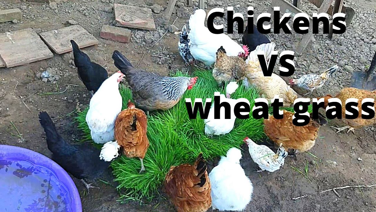 Chicken vs wheat grass (3 weeks of growing 1 day of eating) YouTube