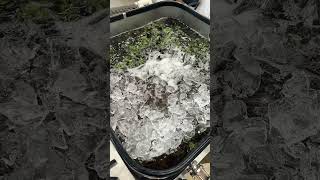 Low rpm first wash #lostart #lowtemp #710 #slowed #slowmotion #420 #fy #dulce #grape #cake #hash #hi