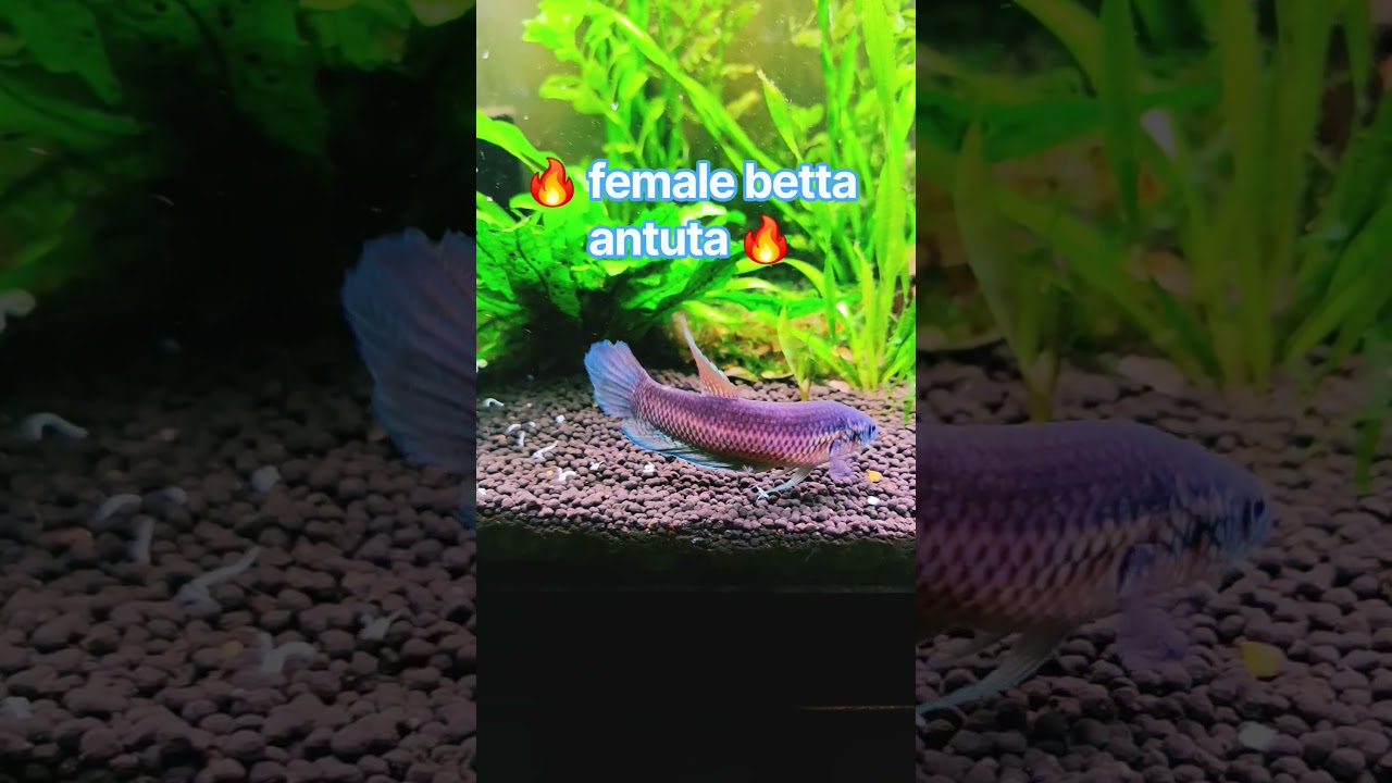Betta Antuta #aquarium #fishtank #fishaquarium #aquascape #aquariumfish #nature #fish #wild #betta