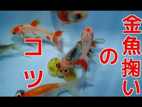 Goldfish Scooping Tips Youtube