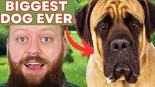 Living With The Worlds BIGGEST Dog by Will Atherton Canine Show 34,004 views 2 years ago 7 minutes, 31 seconds