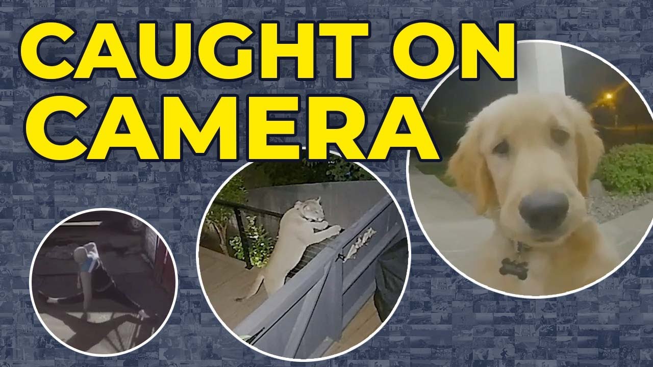 Top 10 Moments Caught on Ring Door Cameras Storyful YouTube