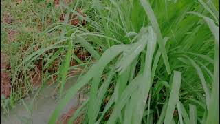 🔴Story wa ||menikmati keindahan alam (sawah😄)