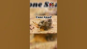 The Cone Snail: The Beautiful Killer of the Ocean 🐚💀#conesnail #snail #snails #nature #wildlife