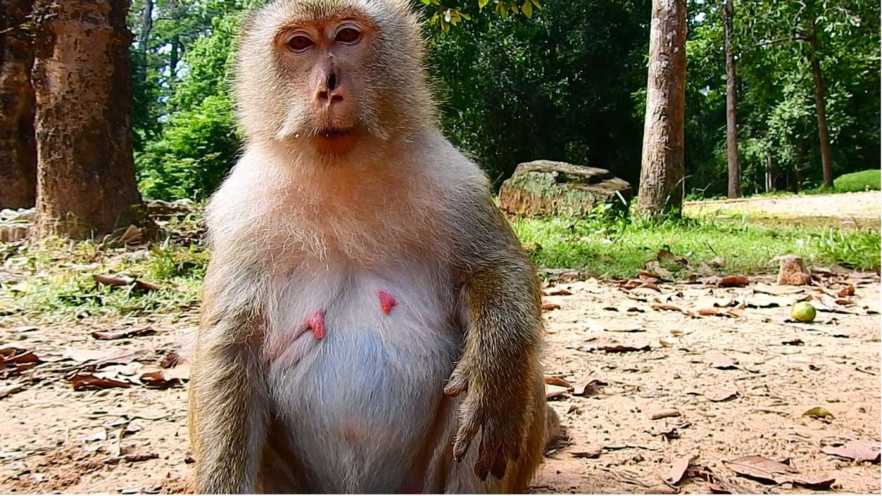 Mom Brianna Still Not Yet Delivery Newborn Baby. Baby Monkey Brighten Is Skinny Not Gain Weight.