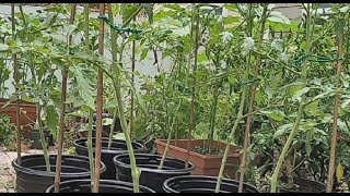 DIY Staking Indeterminate Tomato Plant in Containers/Pots with one Bamboo Stake, Pruning, Mulching