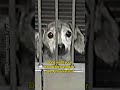 In the past year @NIHgov used billions from taxpayer pockets to fund cruel and useless experiments