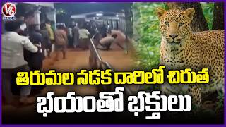 Leopard Spoted On Tirumala Walkway | Pilgrims Terrified | V6 News