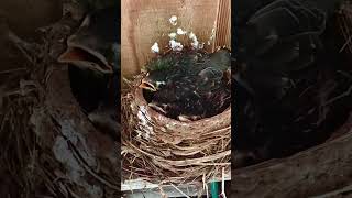 Day13, Bird Talk,”Go Away,Don’t Mess With My Family” Resimi