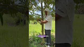 Dahan jantan dan dahan betina durian. #durian #kebun #fyp
