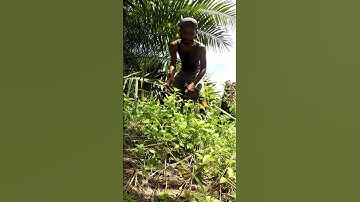 Harvesting cassava part 924 #shorts #farming #cassava #nature  #cassavaroots #cassavafarming