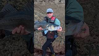 La segunda del día mágico. #fishingvideo #fishing #pesca #asturias #lubina #seabass