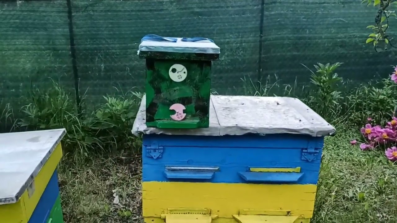 Ловля роїв 2025.