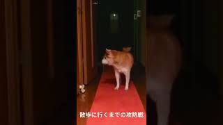 柴犬のなぜそこで?お散歩に出るまでの攻防 #柴犬 #shorts