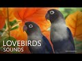 Lovebirds sound another pair of blue personata