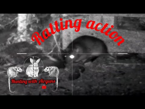 Rat Shouting Rat shooting in the chickenpens - YouTube