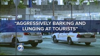 Securitas on shooting death of dog at airport: officer fired in self-defense