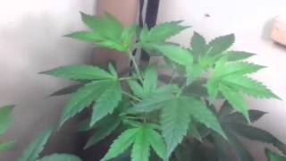 Miracle grow!grow week 6