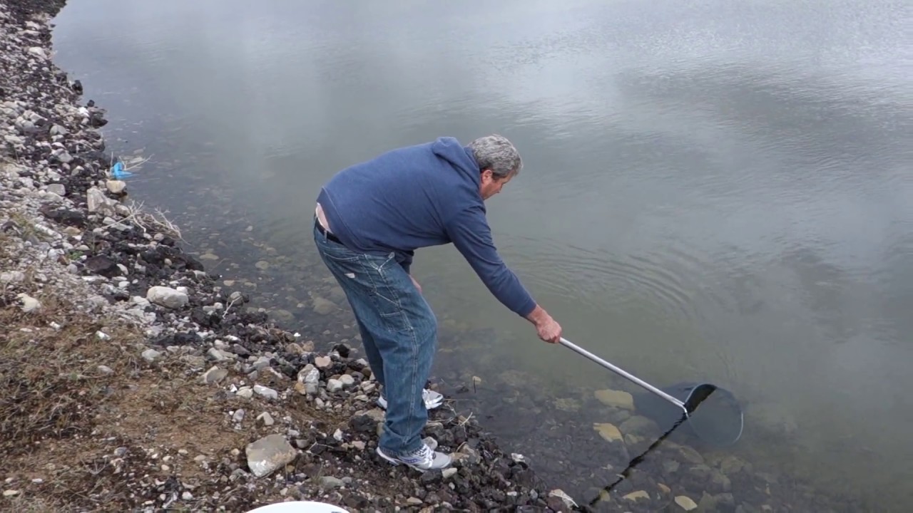 Are There Shrimp In The Great Salt Lake?