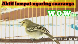 sirtu gacor pagi hari COCOK UNTUK pancingan sirtu muda gacor NYARING BUNYI NYA