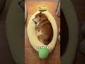 Top 5 Secrets of How Your Dog Sleeps