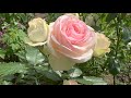 Розы цветущие в моем саду 20. 06. 2021 г. Киев