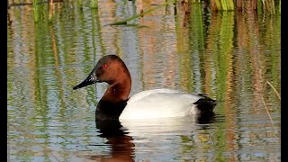 Canvasback - Pat O'Neil Bird ID's