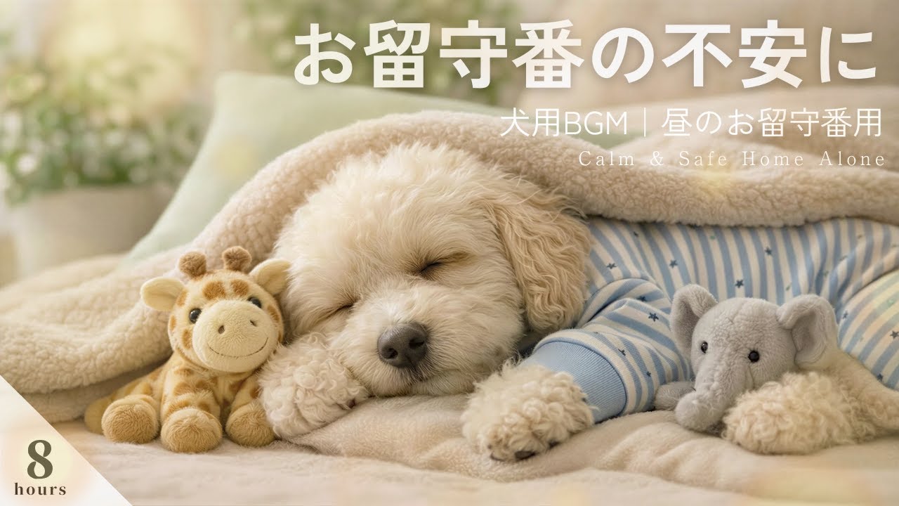 留守番中も安心して休める犬用BGM｜分離不安・昼用｜Dog Music for Separation Anxiety｜Daytime｜8 Hours